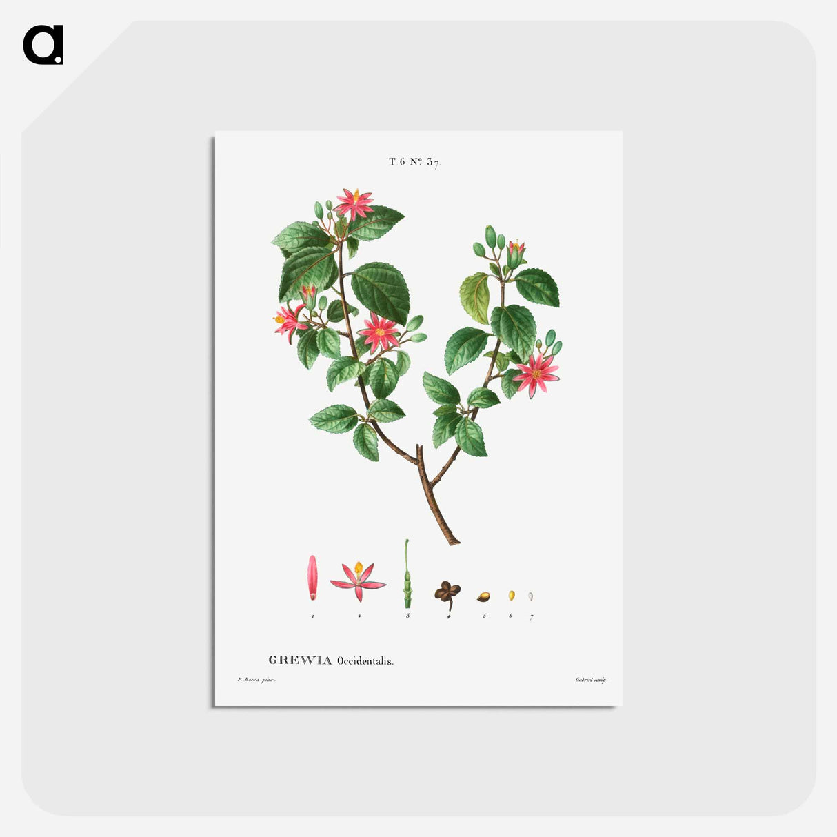 アートポストカード-Crossberry (Grewia occidentalis) - ピエール ジョゼフ ルドゥーテ Postcard.