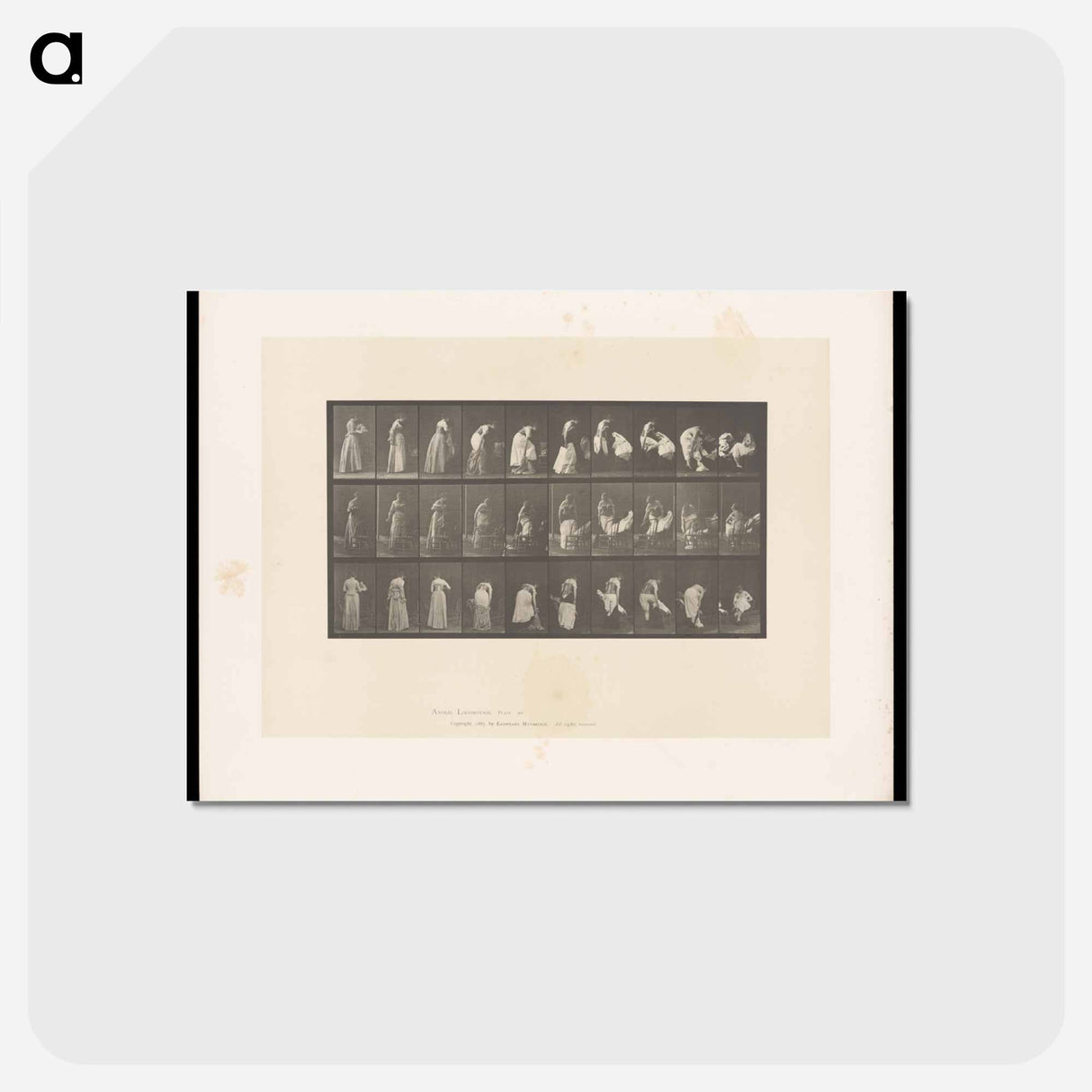 アートポストカード-Undressing
- エドワード マイブリッジ Postcard.