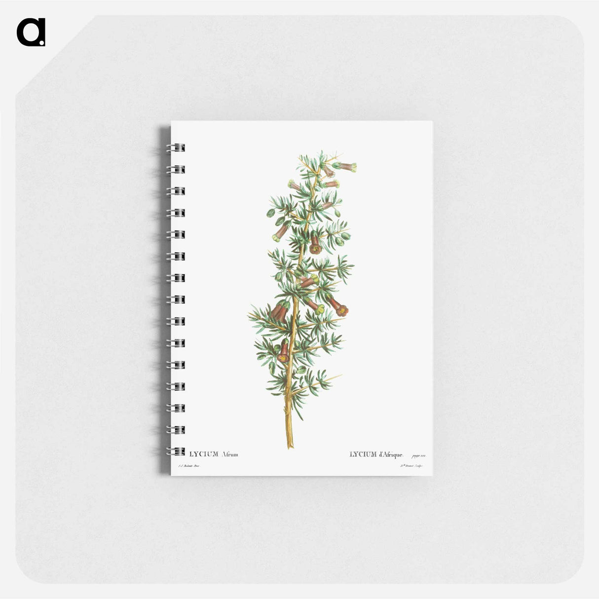 Lycium Afrum - ピエール ジョゼフ ルドゥーテ Memo.