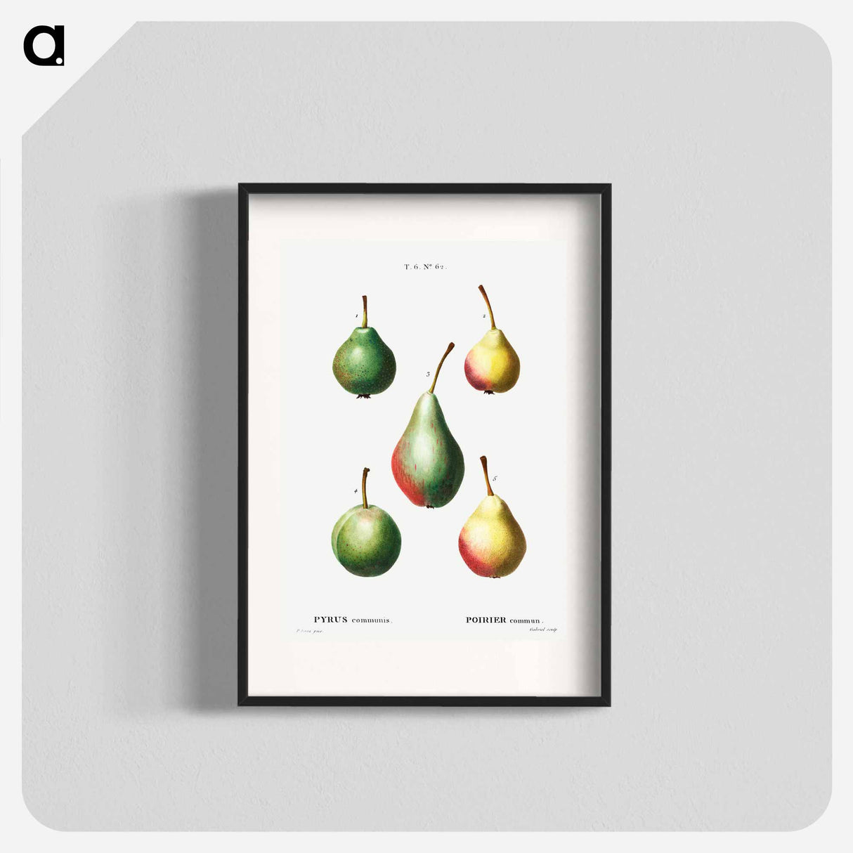 Pear, Pyrus communis - Pierre Joseph Redouté Poster.