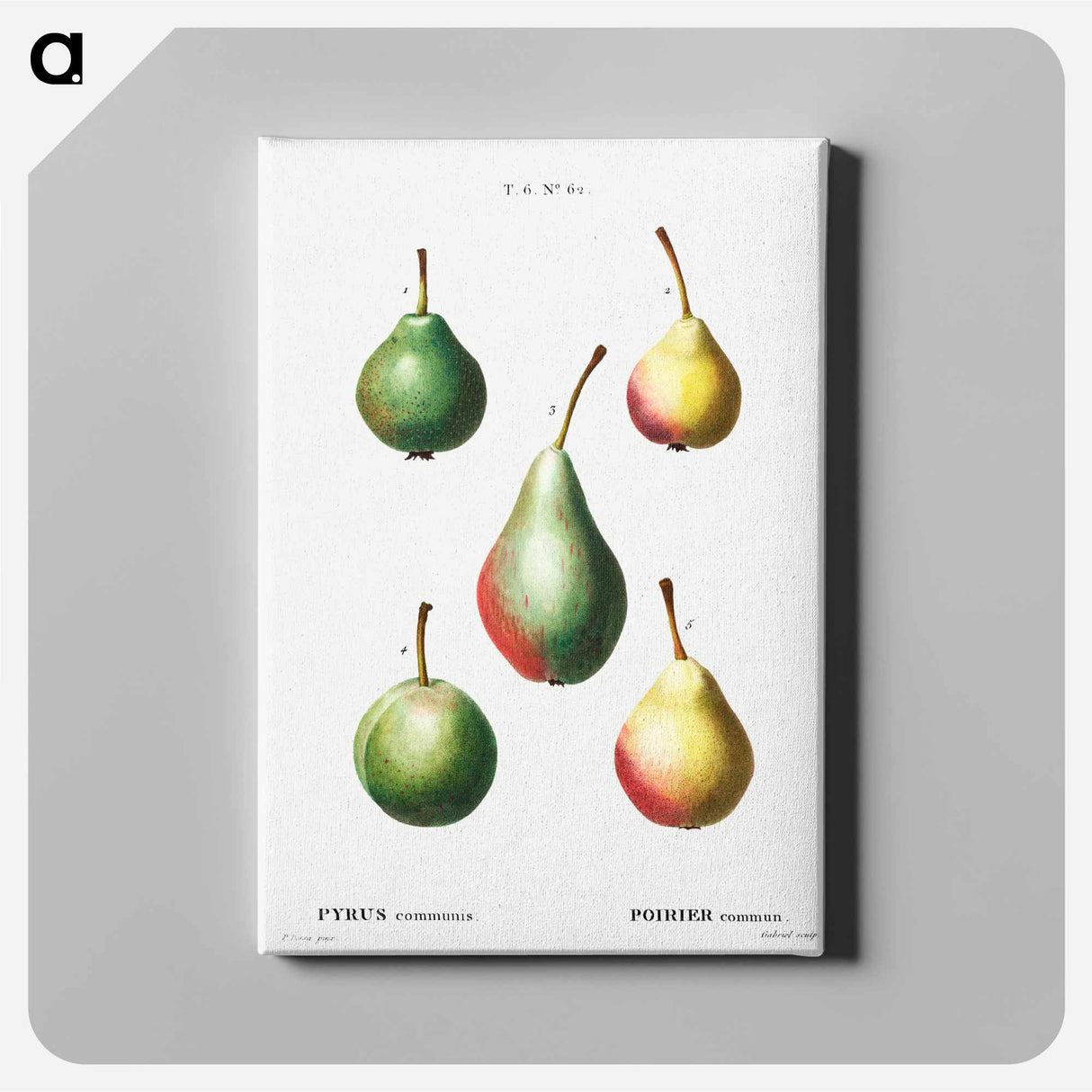 アートパネル-Pear, Pyrus communis - ピエール ジョゼフ ルドゥーテ Canvas.