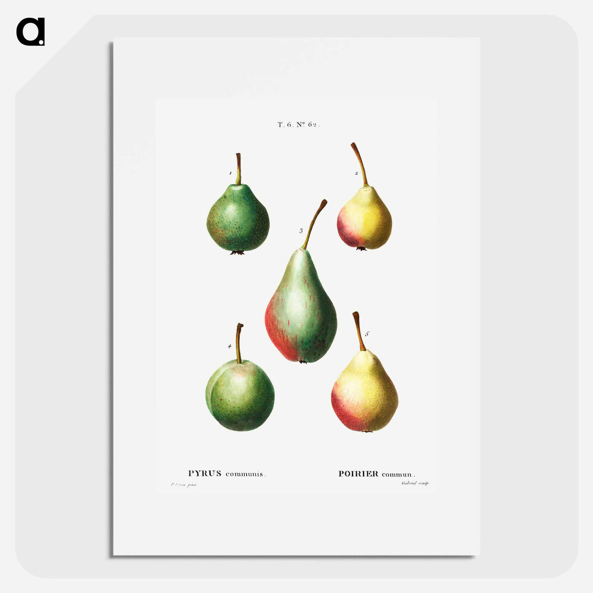 Pear, Pyrus communis - Pierre Joseph Redouté Poster.