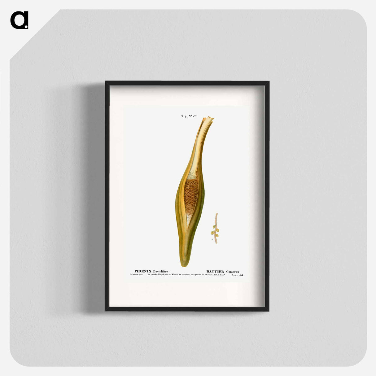 Date palm, Phoenix dactylifera - Pierre-Joseph Redouté Poster.