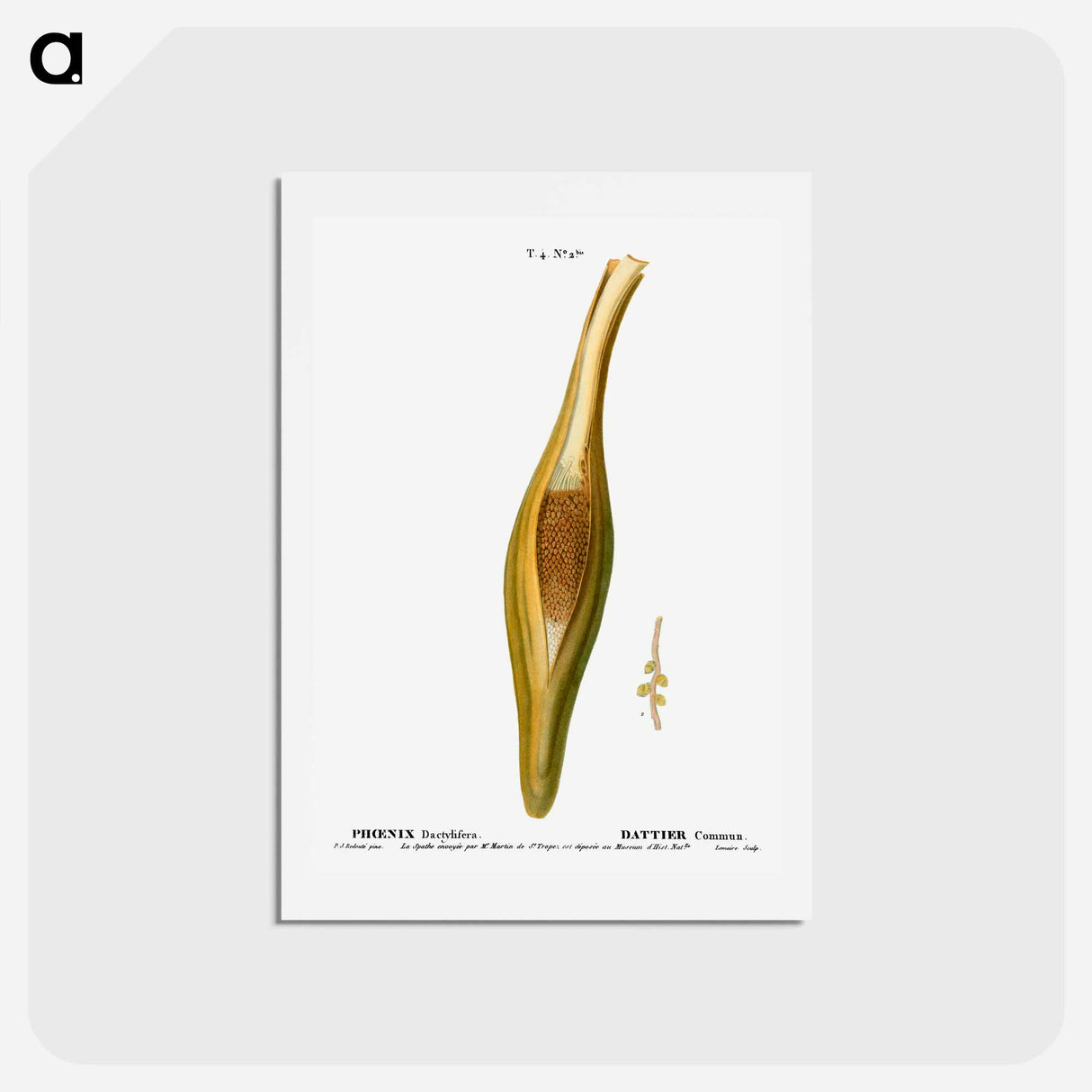 アートポストカード-Date palm, Phoenix dactylifera - ピエール ジョゼフ ルドゥーテ Postcard.