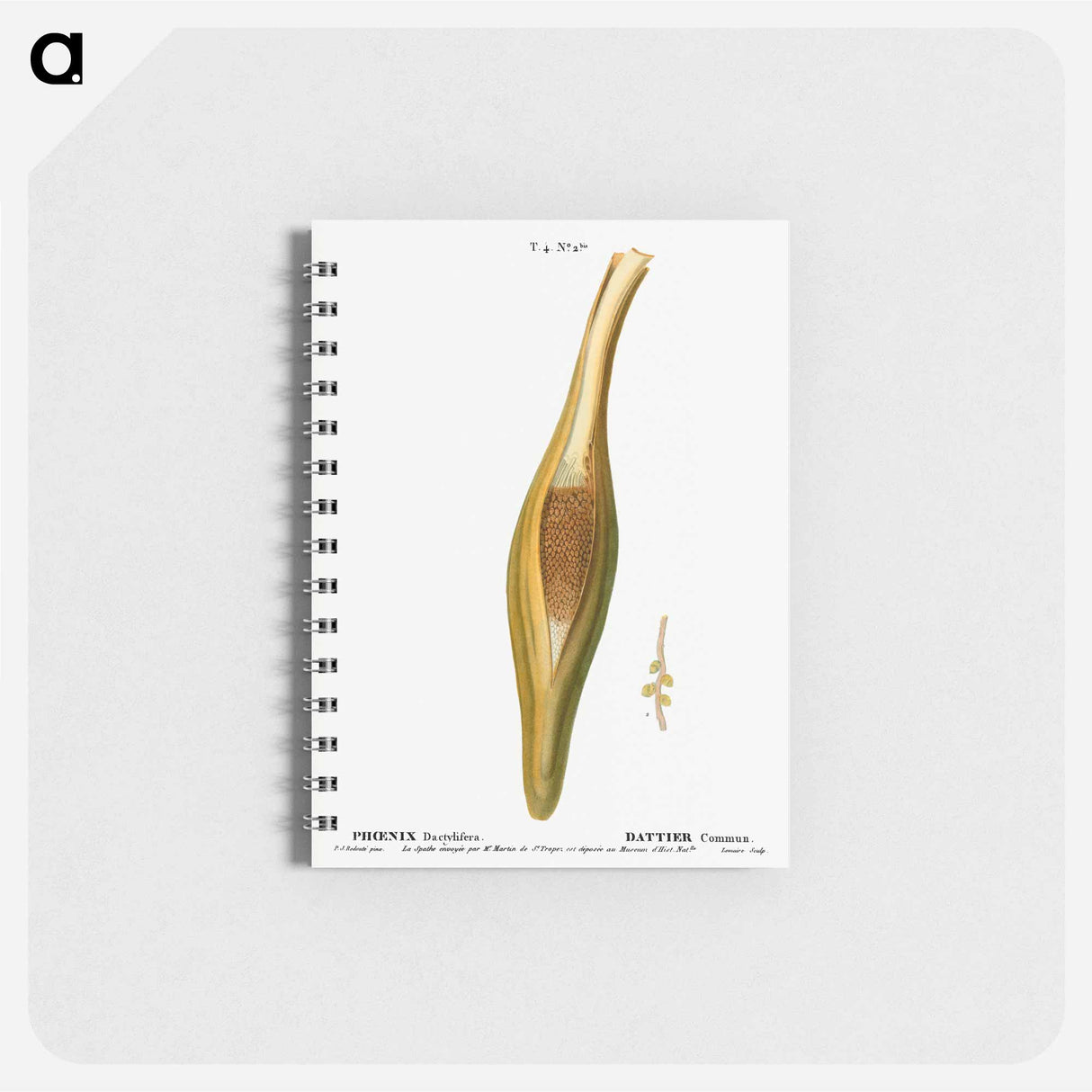 アートメモ帳-Date palm, Phoenix dactylifera - ピエール ジョゼフ ルドゥーテ Memo.