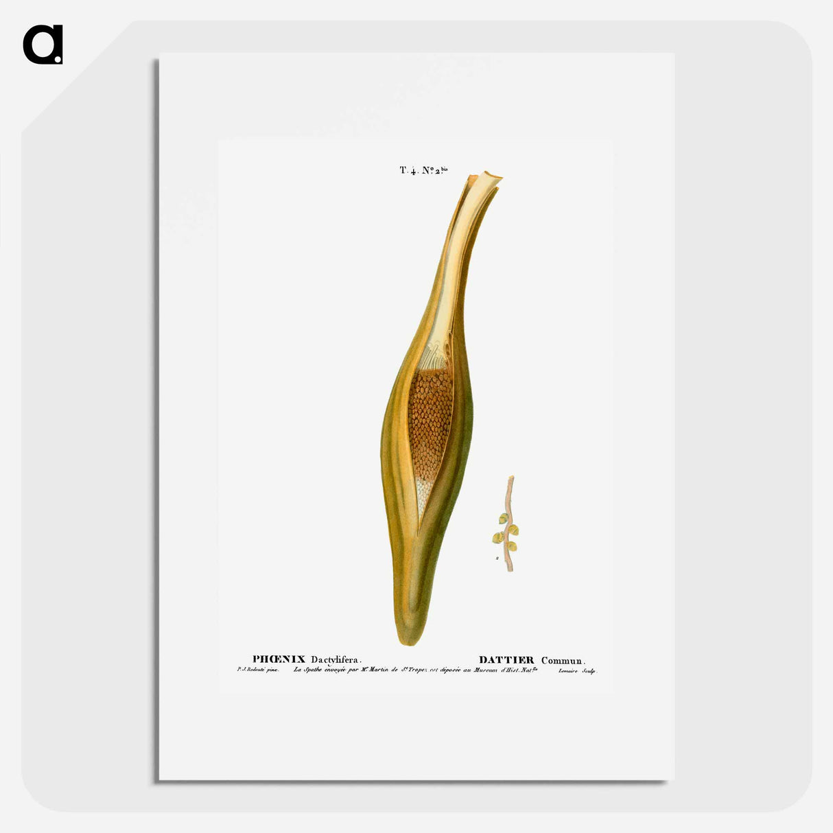 Date palm, Phoenix dactylifera - Pierre-Joseph Redouté Poster.