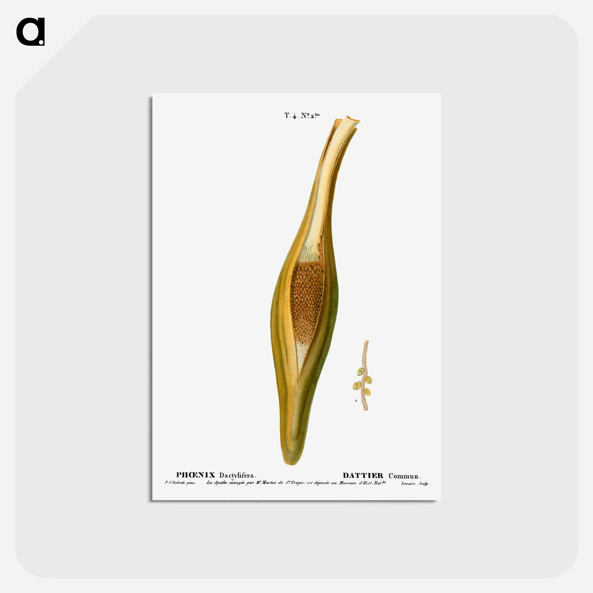 アートポストカード-Date palm, Phoenix dactylifera - ピエール ジョゼフ ルドゥーテ Postcard.