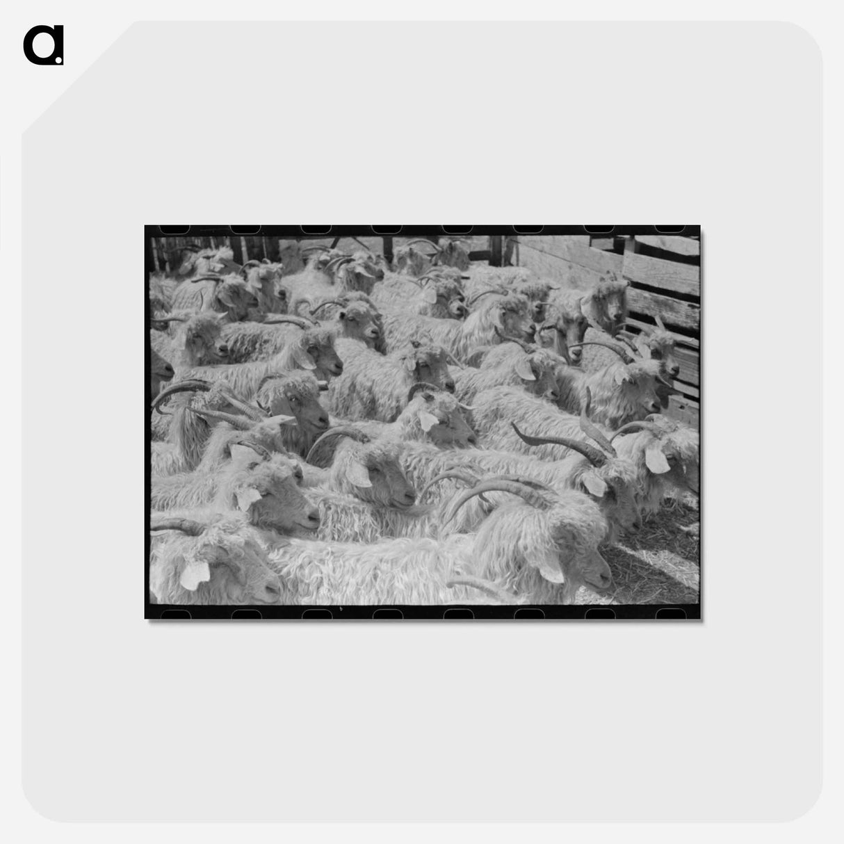アートポストカード-Goats on a Texas Ranch
- ラッセル リー Postcard.