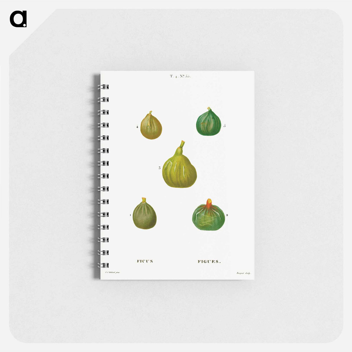 アートメモ帳-Figs, Ficus - ピエール ジョゼフ ルドゥーテ Memo.