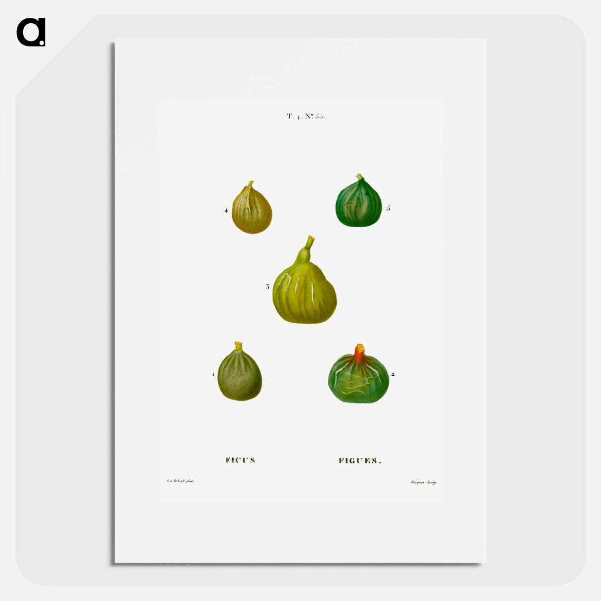 Figs, Ficus - Pierre-Joseph Redouté Poster.