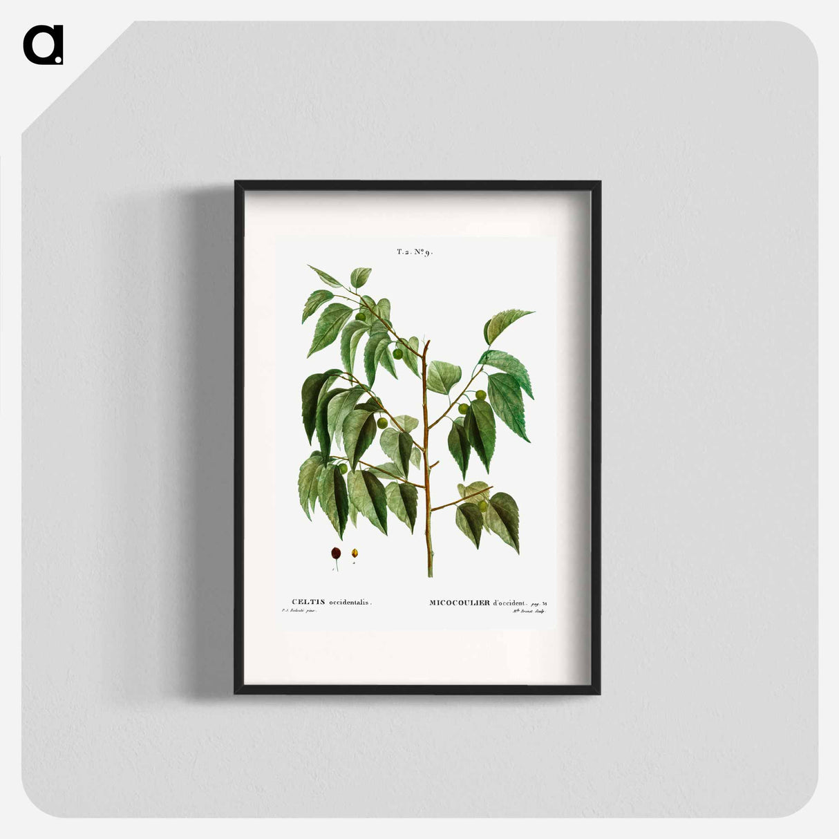 Hackberry (Cellis occidentalis) - Pierre Joseph Redouté Poster.