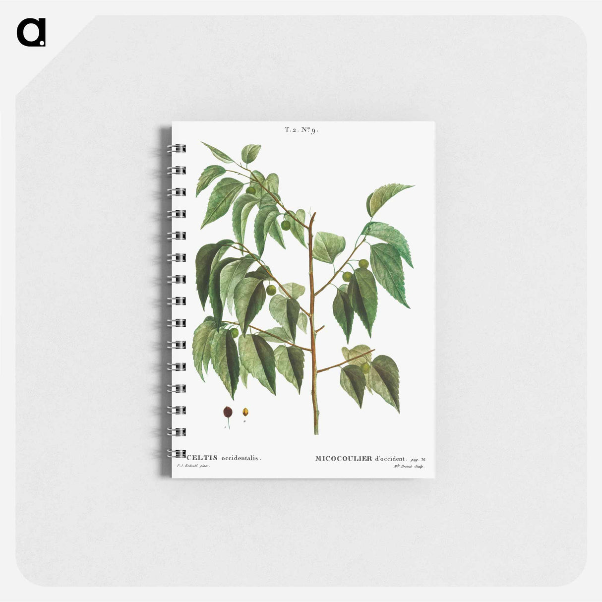 アートメモ帳-Hackberry (Cellis occidentalis) - ピエール ジョゼフ ルドゥーテ Memo.