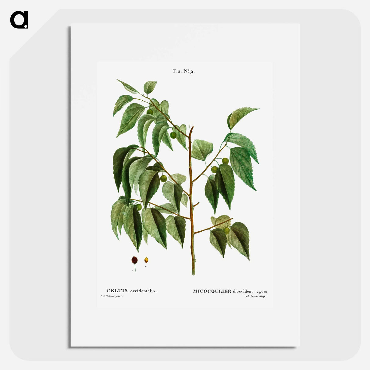 Hackberry (Cellis occidentalis) - Pierre Joseph Redouté Poster.