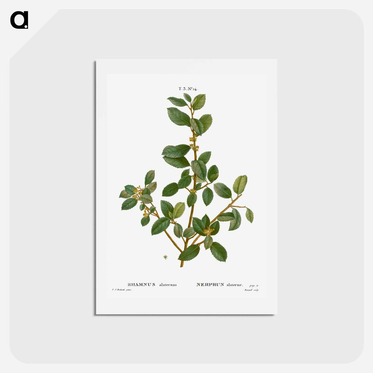 アートポストカード-Italian buckthorn - ピエール ジョゼフ ルドゥーテ Postcard.