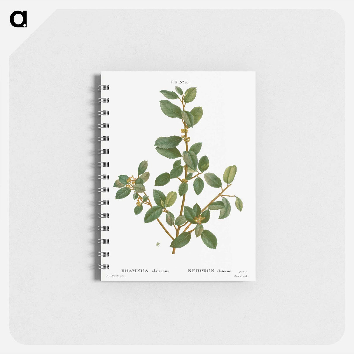 Italian buckthorn - ピエール ジョゼフ ルドゥーテ Memo.