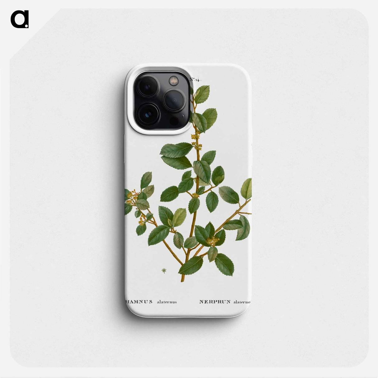 Italian buckthorn - ピエール ジョゼフ ルドゥーテ Phone Case.