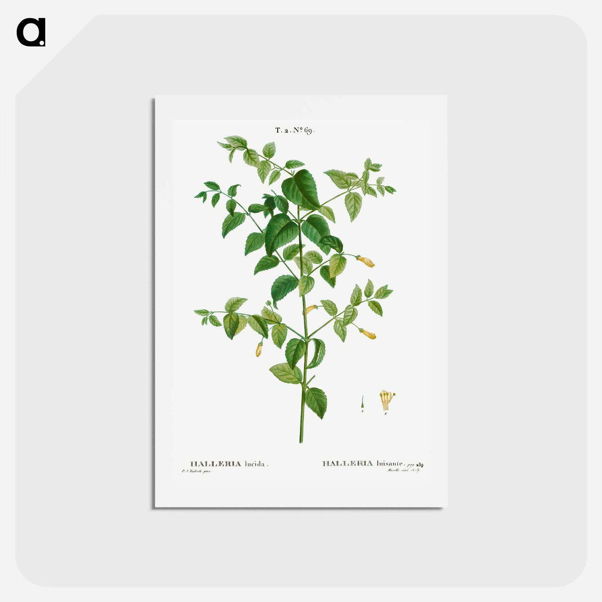 アートポストカード-Tree fuchsia - ピエール ジョゼフ ルドゥーテ Postcard.