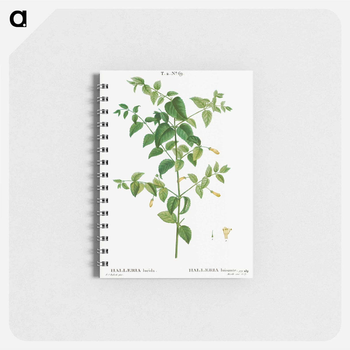 Tree fuchsia - ピエール ジョゼフ ルドゥーテ Memo.