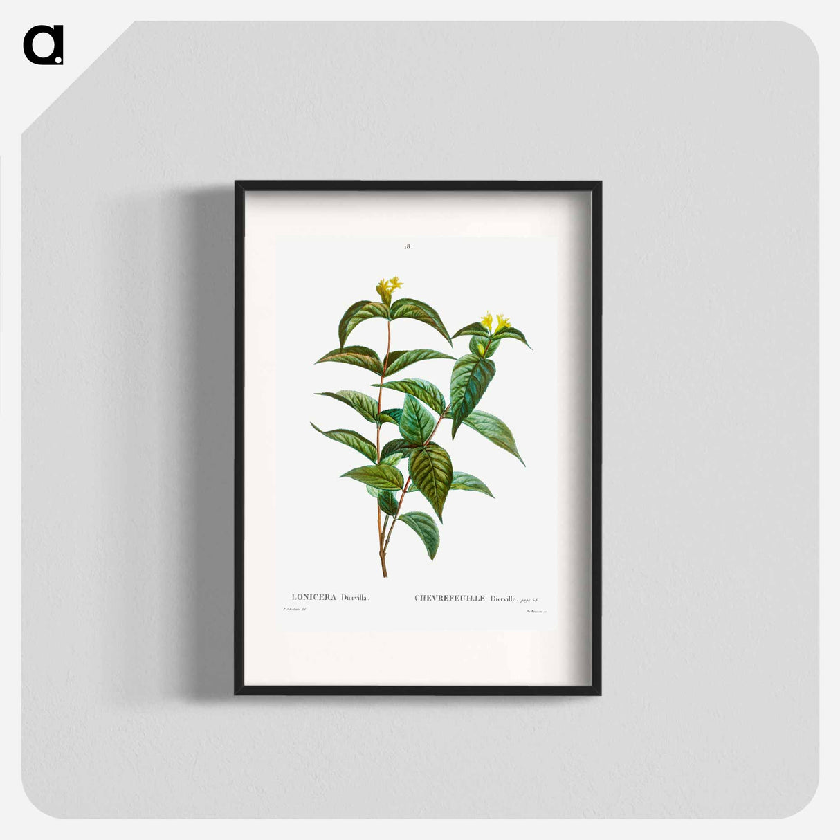 Northern bush honeysuckle - Pierre Joseph Redouté Poster.