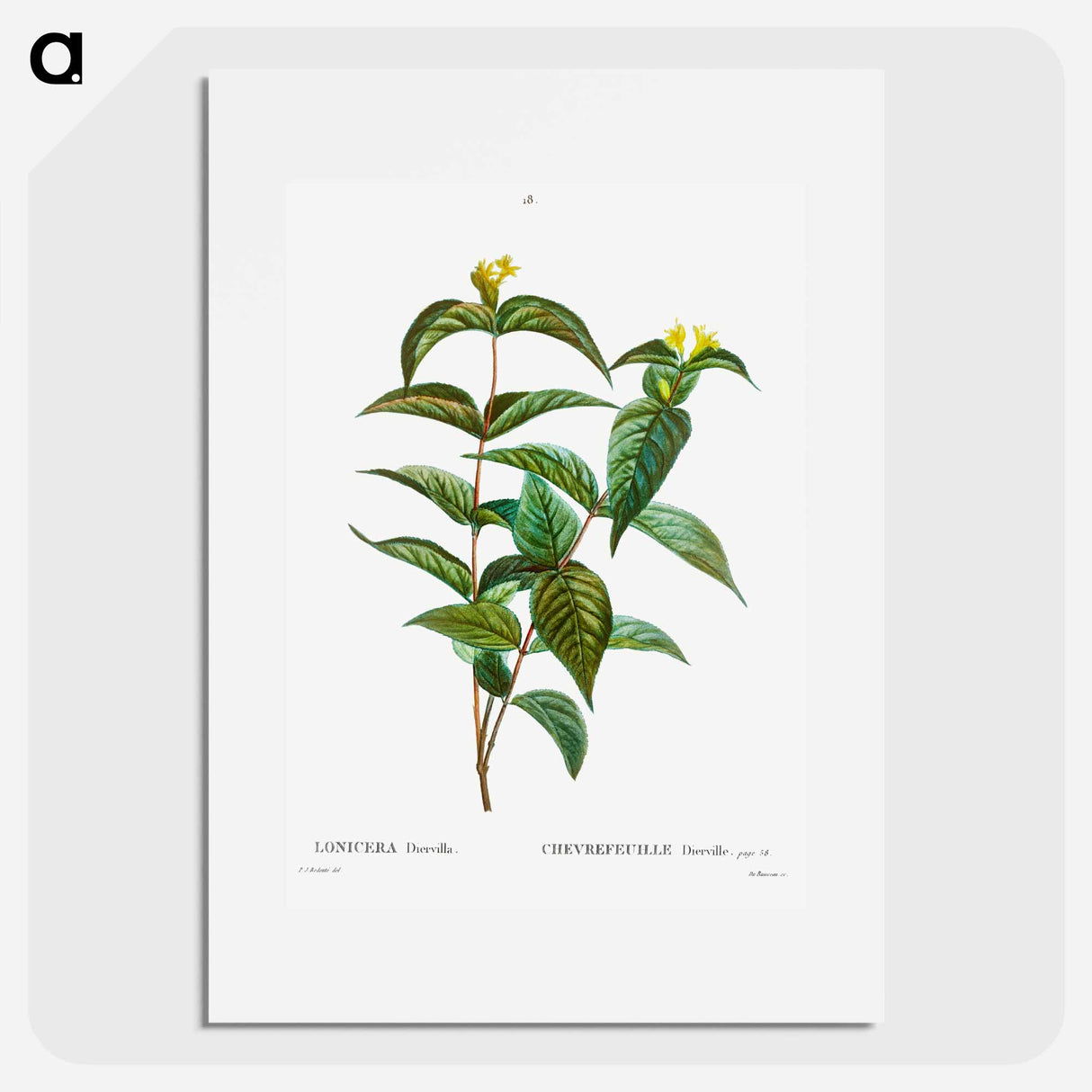 Northern bush honeysuckle - Pierre Joseph Redouté Poster.