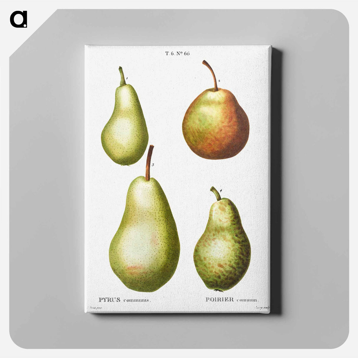 アートパネル-Pear, Pyrus communis - ピエール ジョゼフ ルドゥーテ Canvas.
