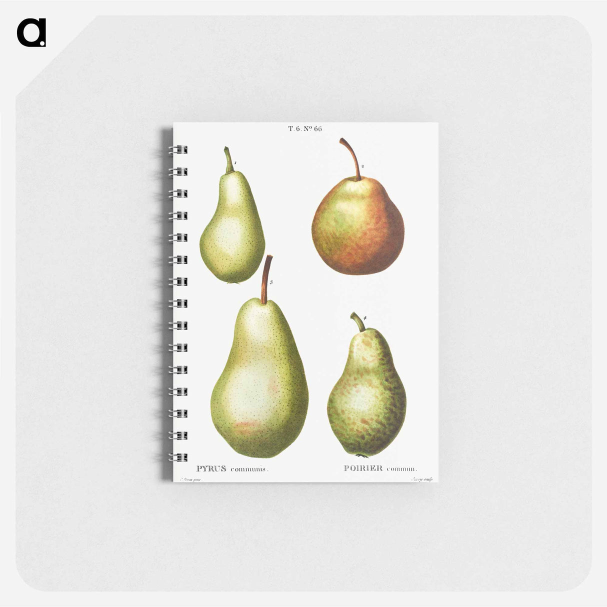 Pear, Pyrus communis - ピエール ジョゼフ ルドゥーテ Memo.