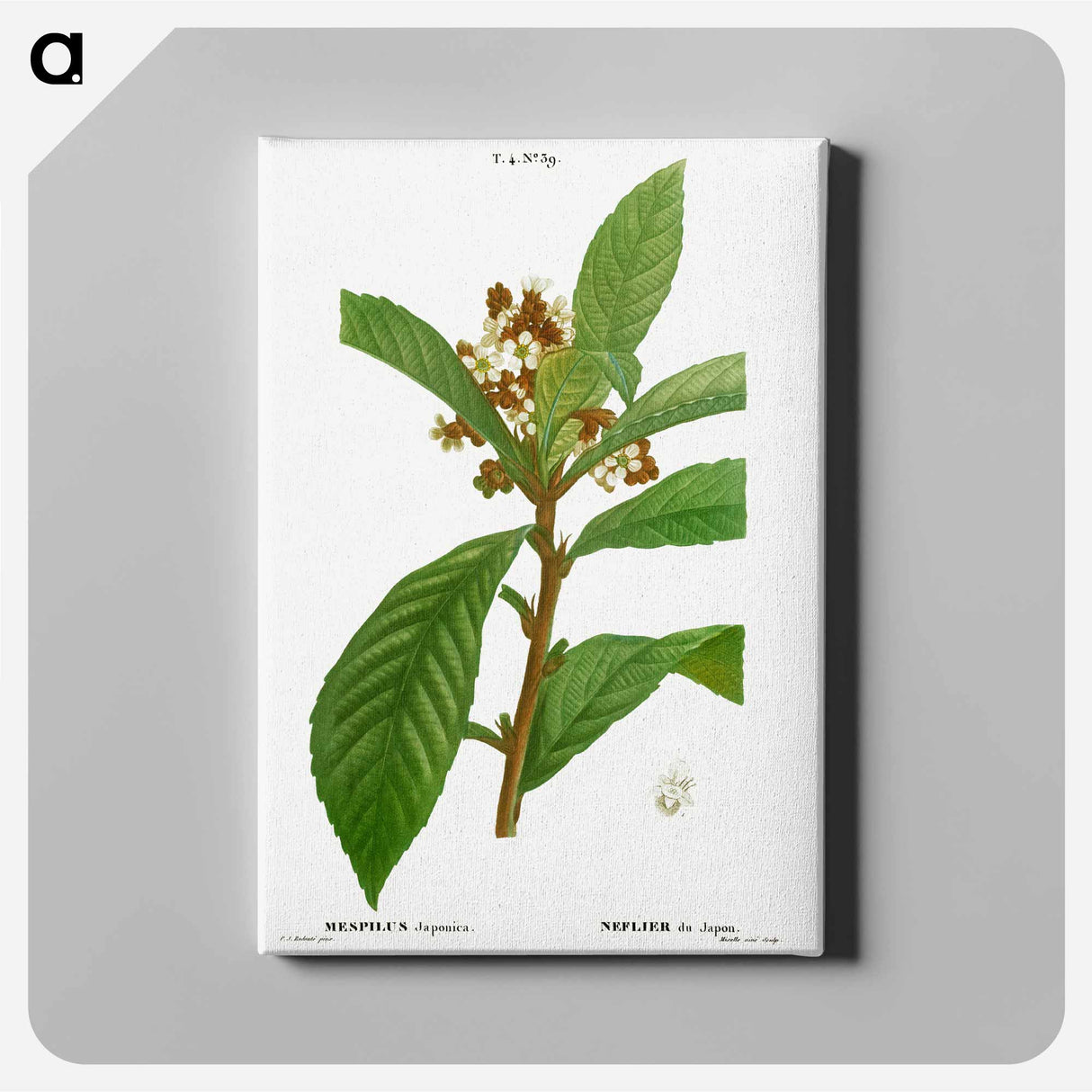 アートパネル-Loquat, Mespilus Japonica - ピエール ジョゼフ ルドゥーテ Canvas.