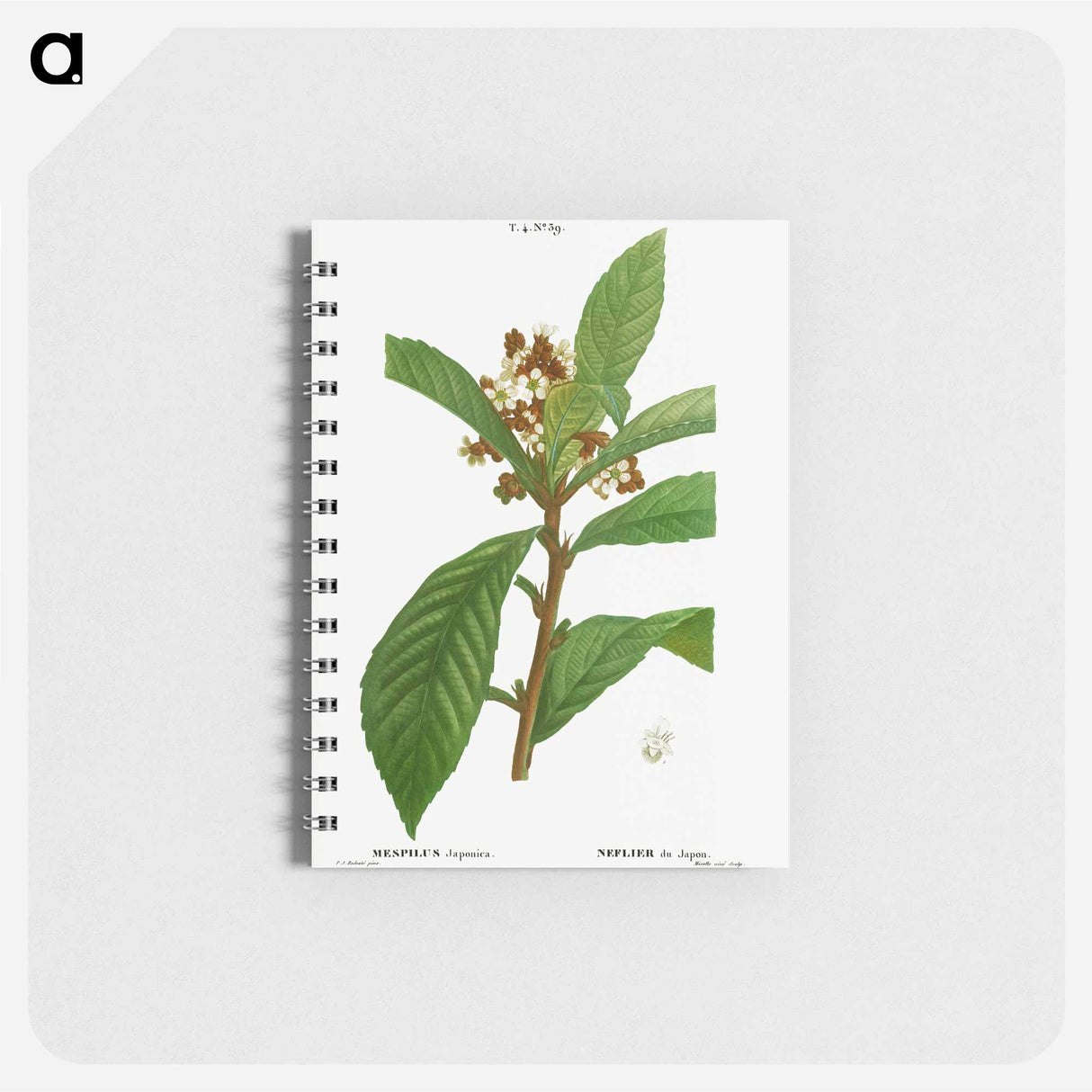 Loquat, Mespilus Japonica - ピエール ジョゼフ ルドゥーテ Memo.