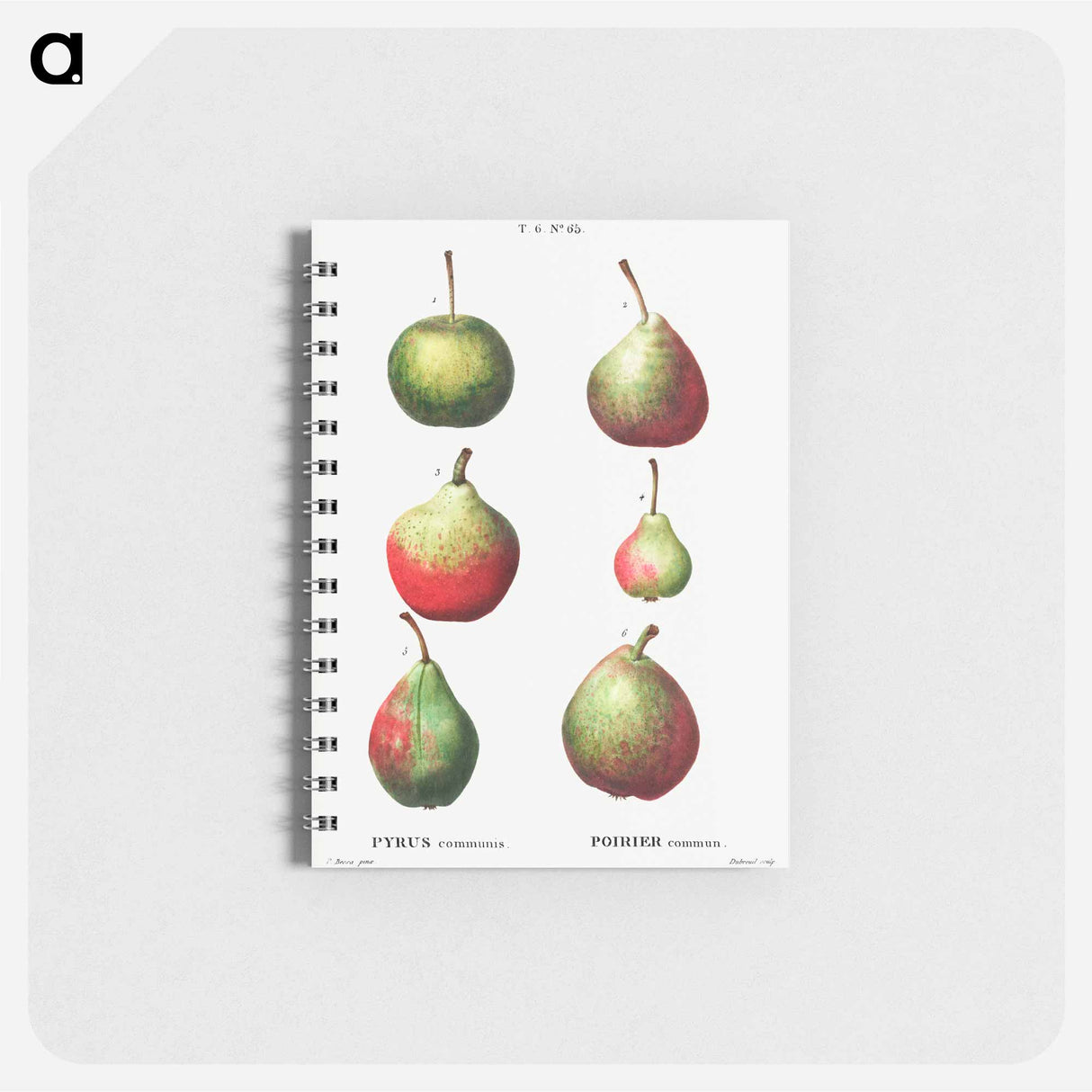 Pear, Pyrus communis - ピエール ジョゼフ ルドゥーテ Memo.