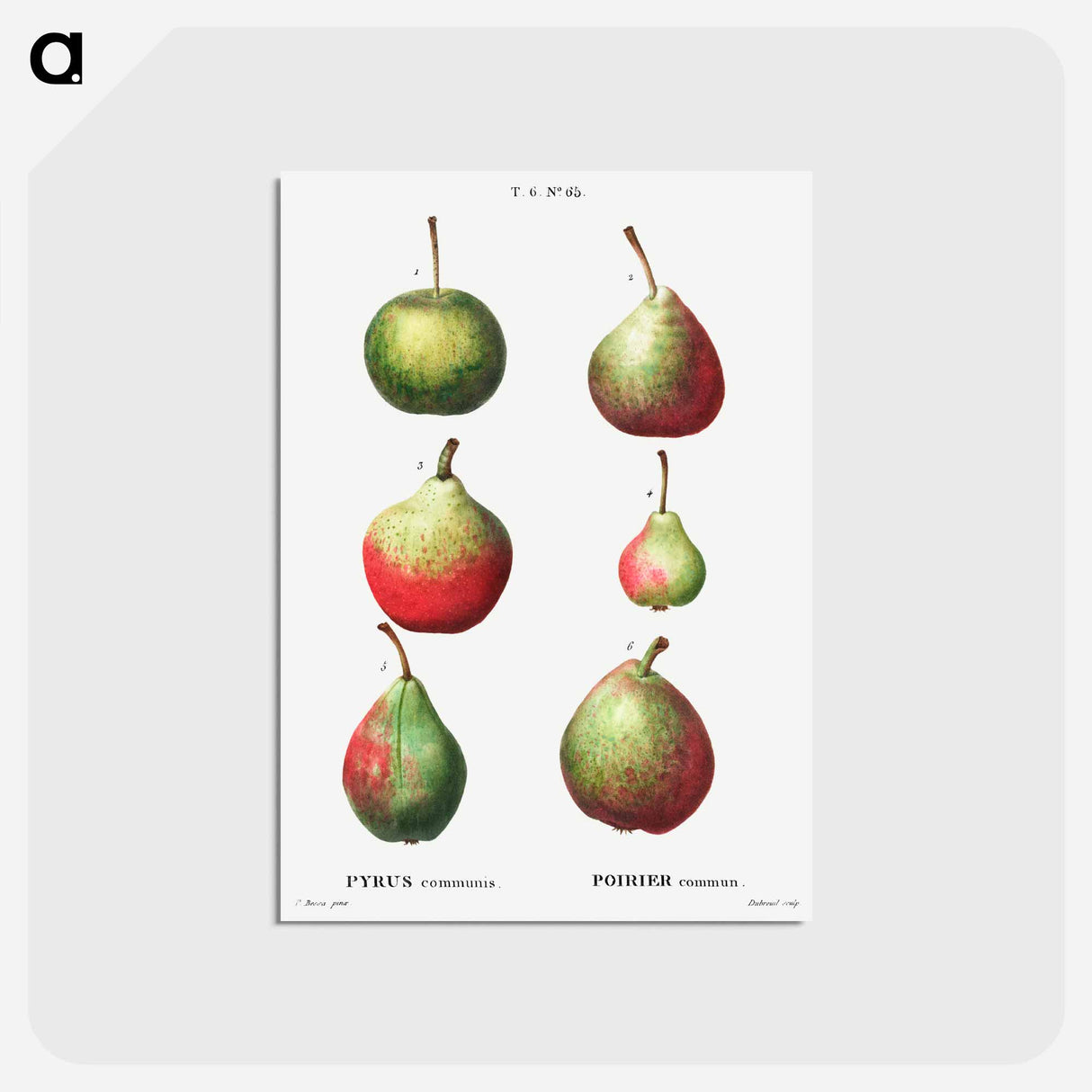 アートポストカード-Pear, Pyrus communis - ピエール ジョゼフ ルドゥーテ Postcard.
