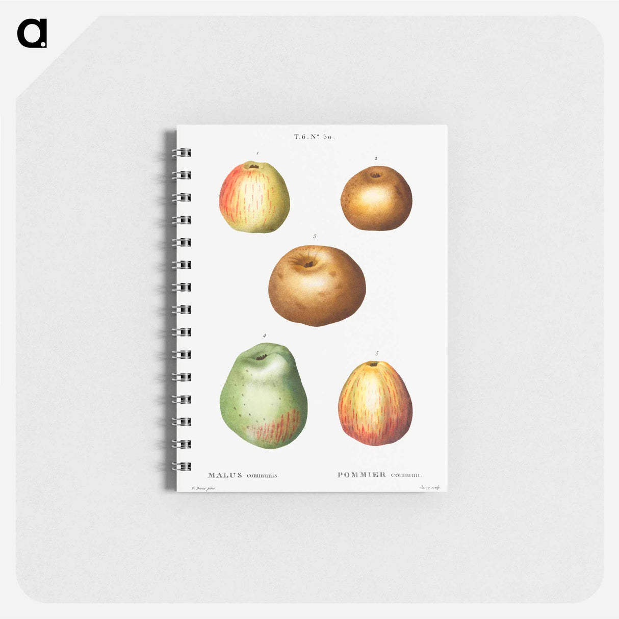 アートメモ帳-Apple - ピエール ジョゼフ ルドゥーテ Memo.