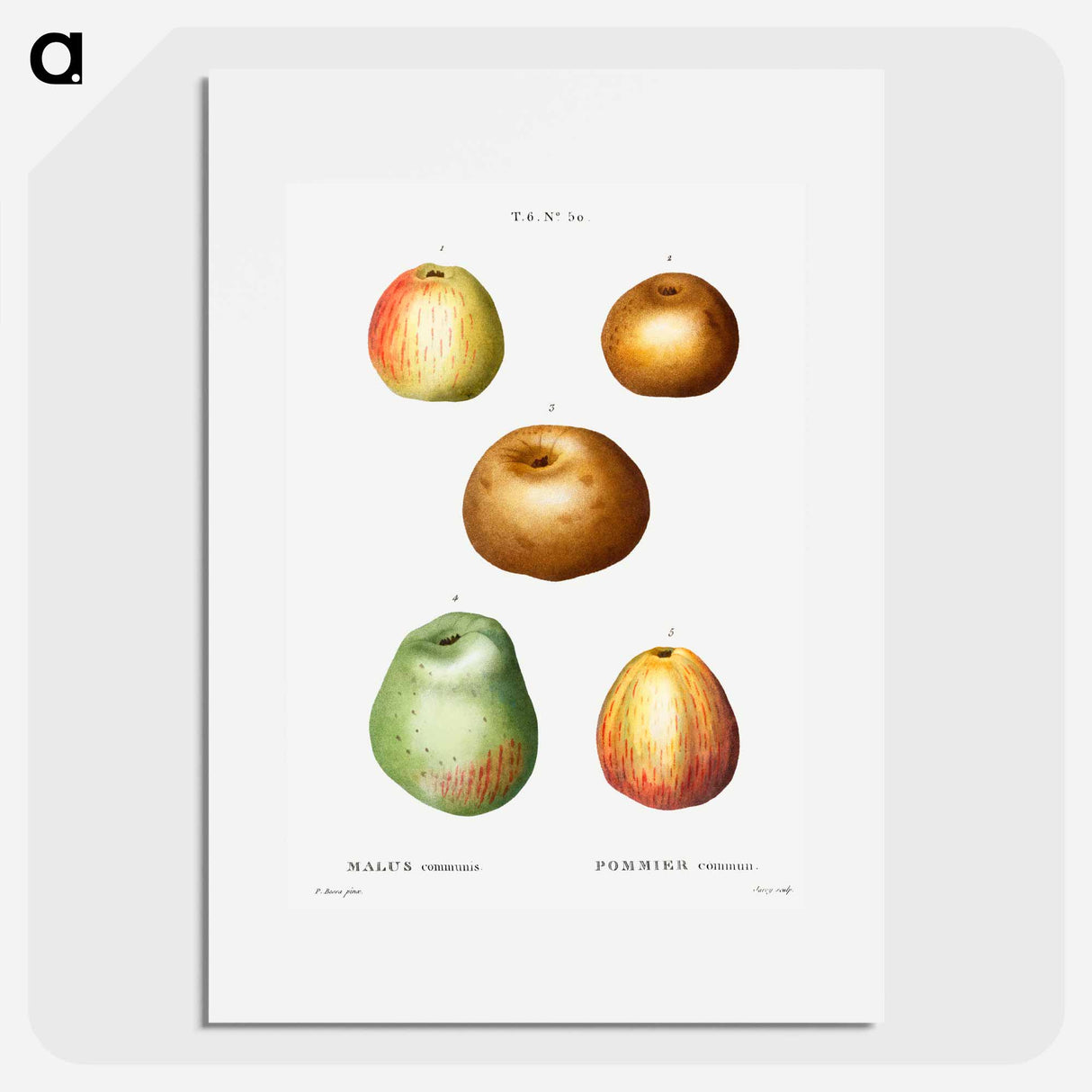 アートポスター-Apple - ピエール ジョゼフ ルドゥーテ Poster.