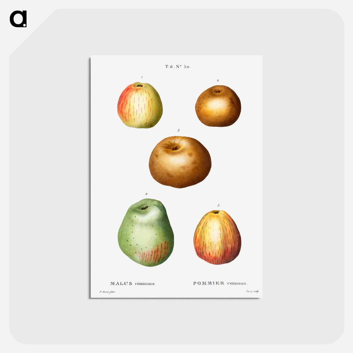 アートポストカード-Apple - ピエール ジョゼフ ルドゥーテ Postcard.