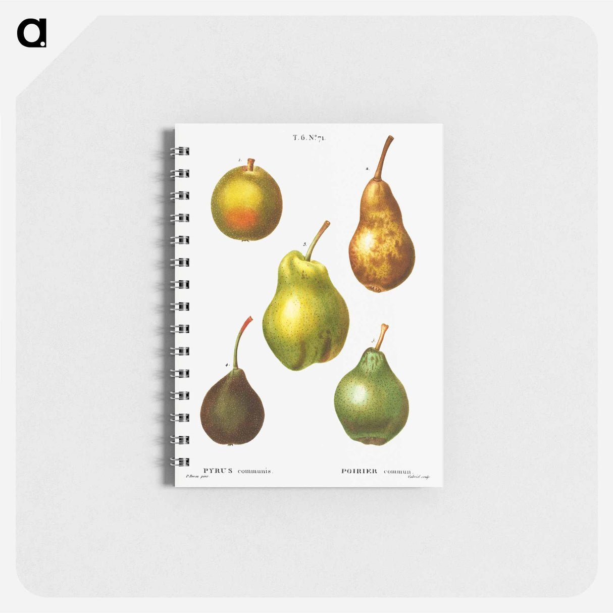 Pear, Pyrus communis - ピエール ジョゼフ ルドゥーテ Memo.