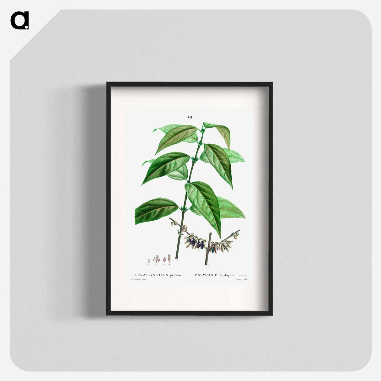 Wintersweet - Pierre Joseph Redouté Poster.