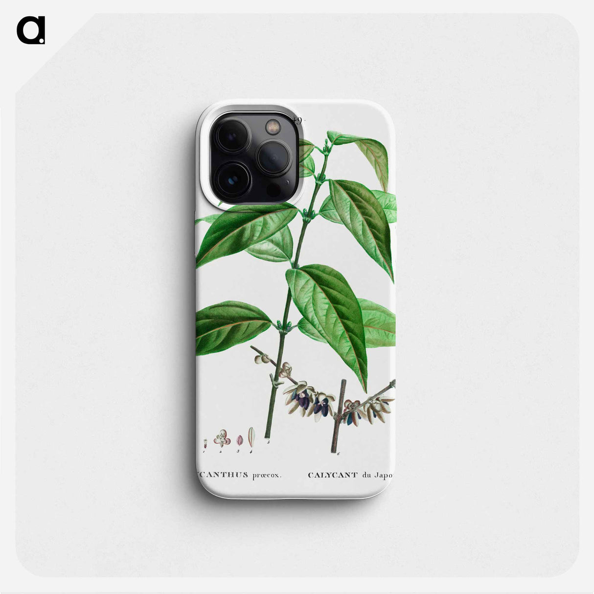 Wintersweet - Pierre Joseph Redouté Phone Case.