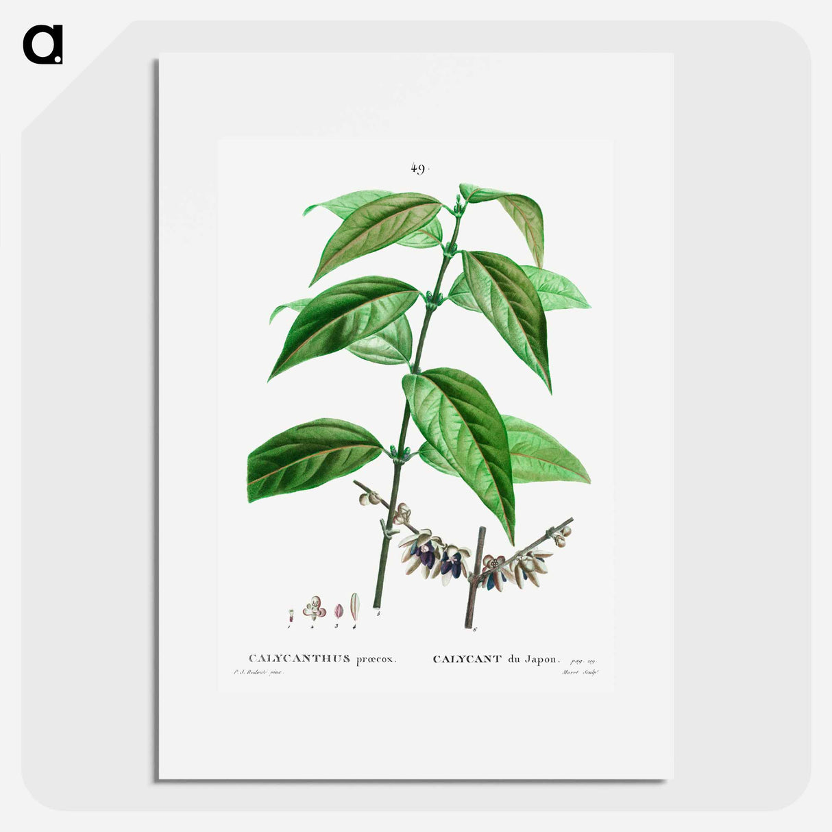 Wintersweet - Pierre Joseph Redouté Poster.