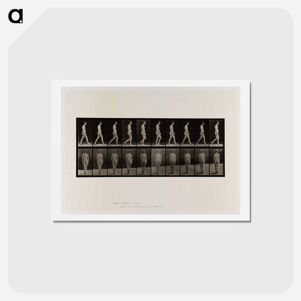 アートポストカード-Naked Woman Walking
- エドワード マイブリッジ Postcard.