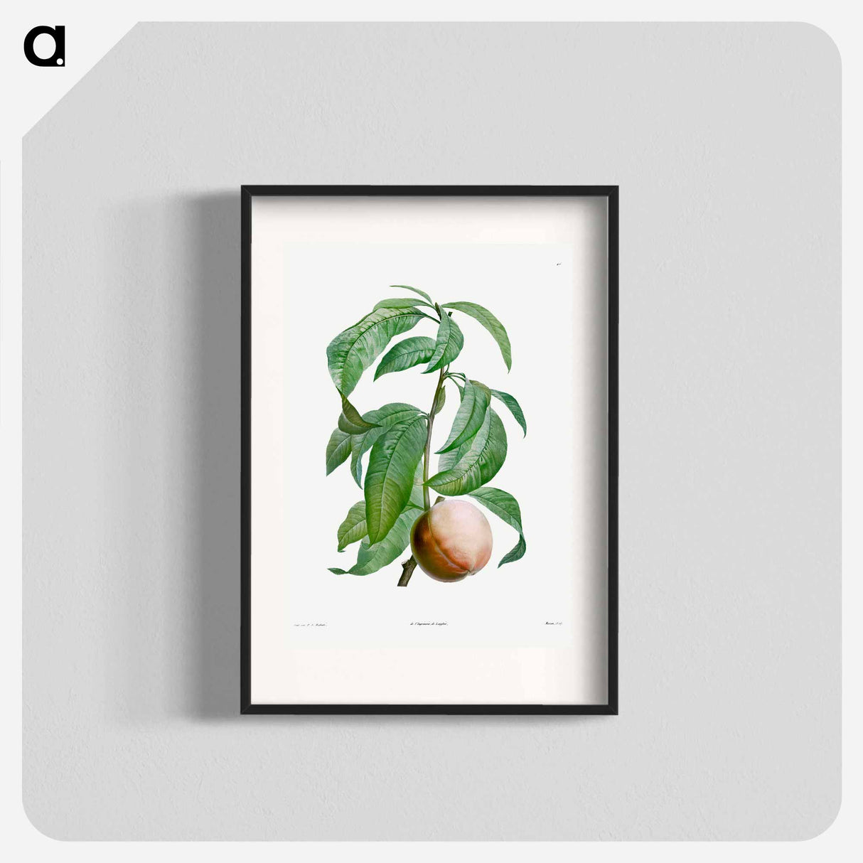 Rock buckthorn, Rhamnus infectorius - Pierre-Joseph Redouté Poster.