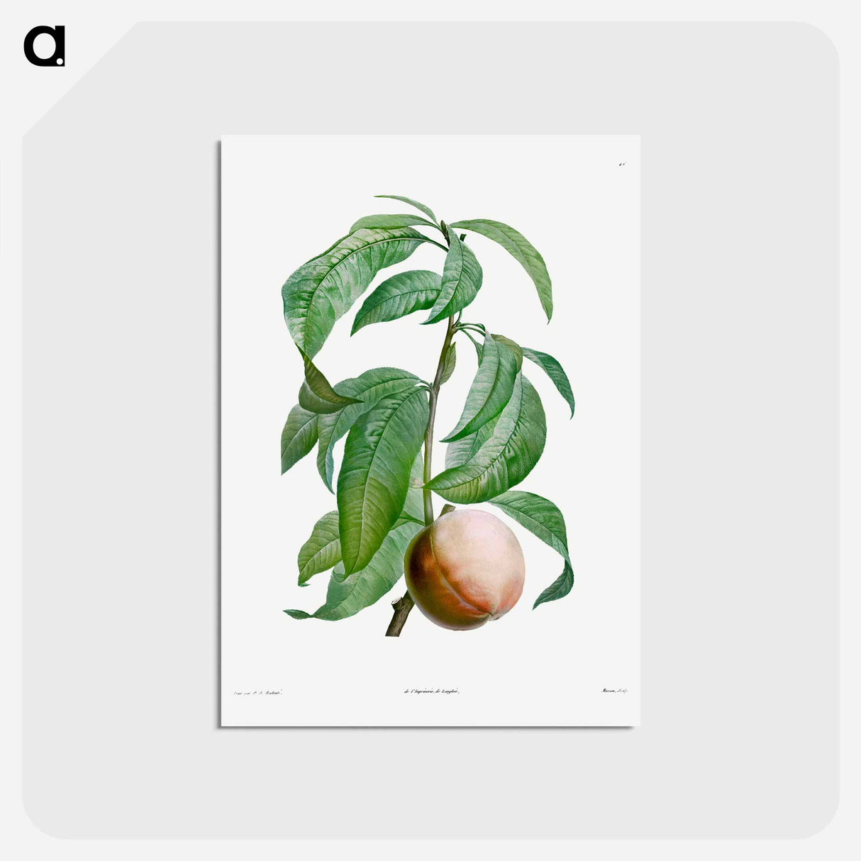 アートポストカード-Rock buckthorn, Rhamnus infectorius - ピエール ジョゼフ ルドゥーテ Postcard.