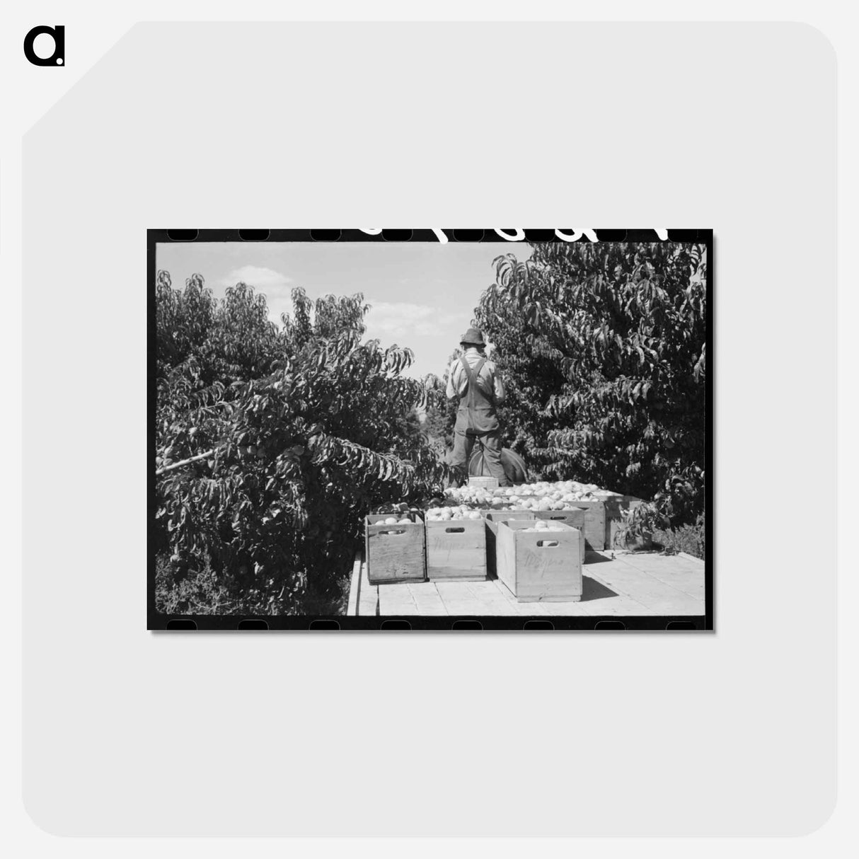 アートポストカード-Peach Harvest, Delta County
- ラッセル リー Postcard.