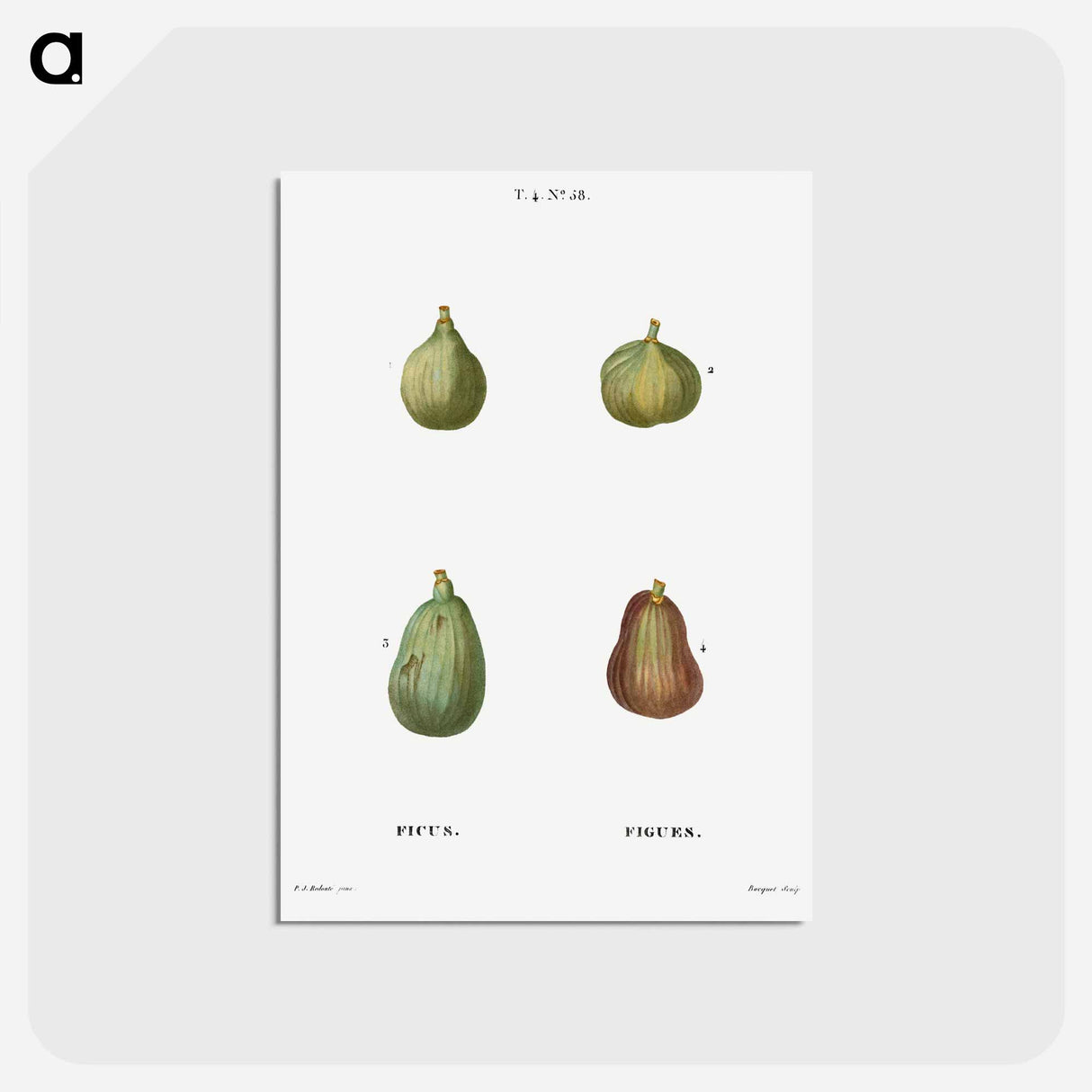 アートポストカード-Figs, Ficus - ピエール ジョゼフ ルドゥーテ Postcard.
