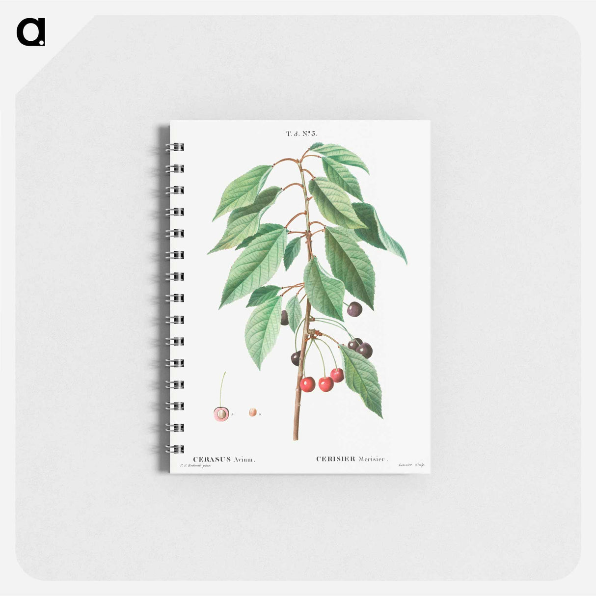 Wild cherry - ピエール ジョゼフ ルドゥーテ Memo.