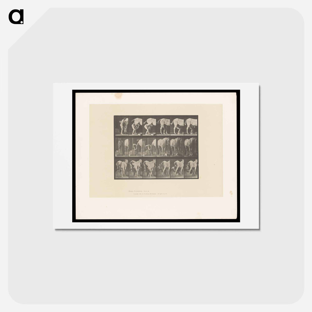 アートポストカード-Shoeing the Horse
- エドワード マイブリッジ Postcard.