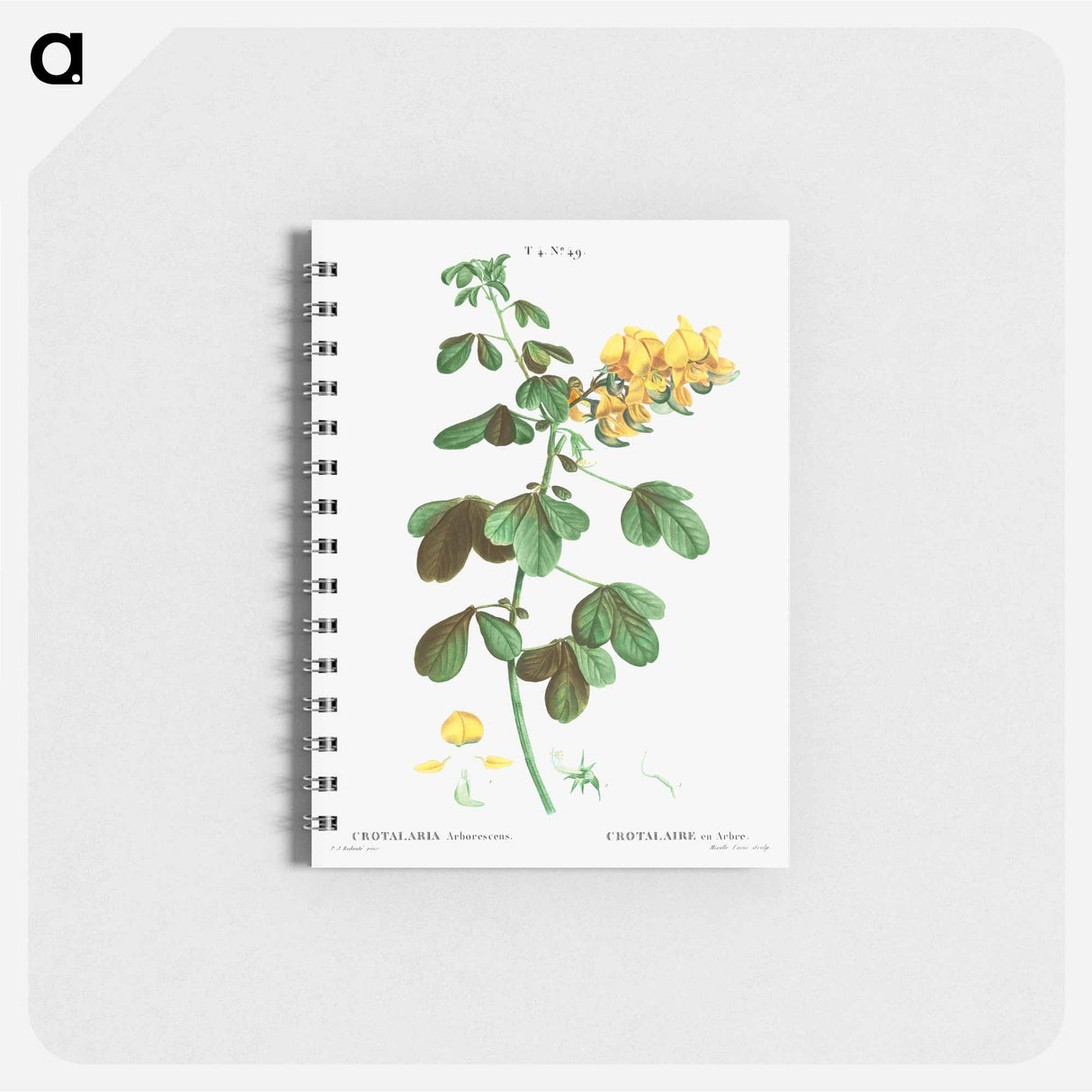 Rattlebox (Crotalaria arborescens) - ピエール ジョゼフ ルドゥーテ Memo.