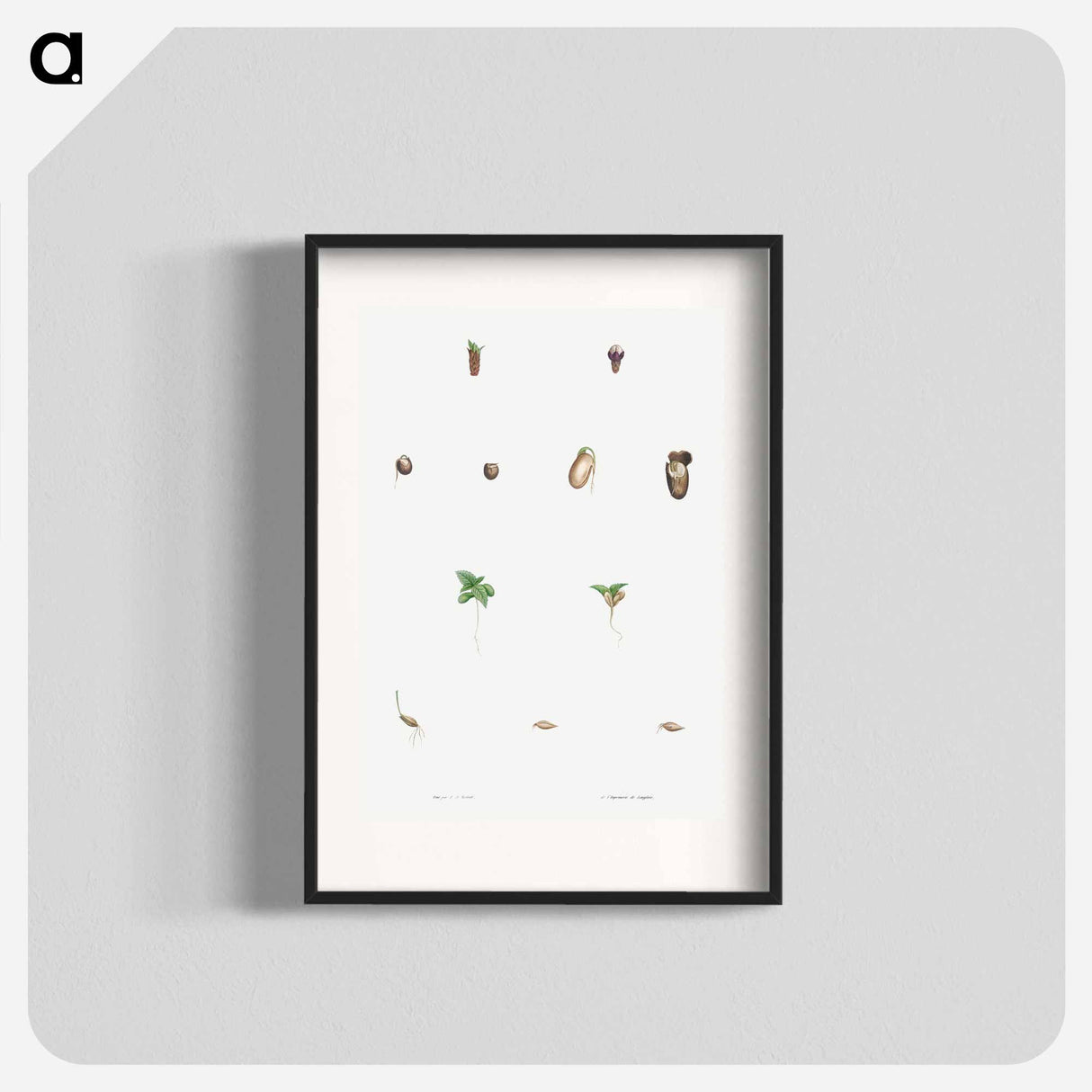 Seed growth - Pierre Joseph Redouté Poster.