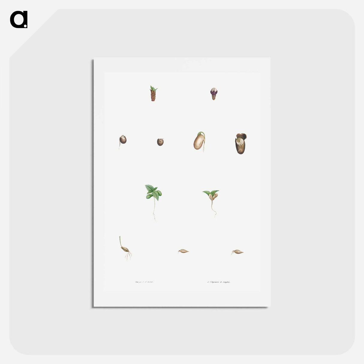 アートポストカード-Seed growth - ピエール ジョゼフ ルドゥーテ Postcard.
