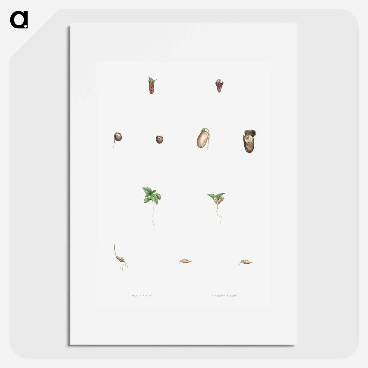 Seed growth - Pierre Joseph Redouté Poster.