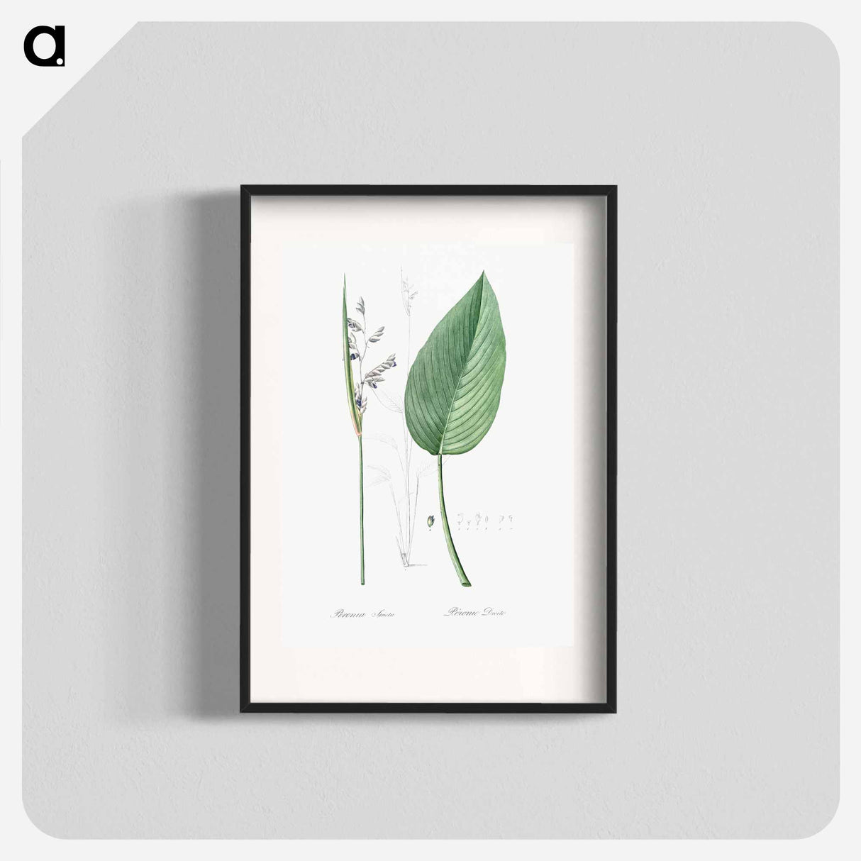 Powdery alligator-flag illustration - Pierre Joseph Redouté Poster.