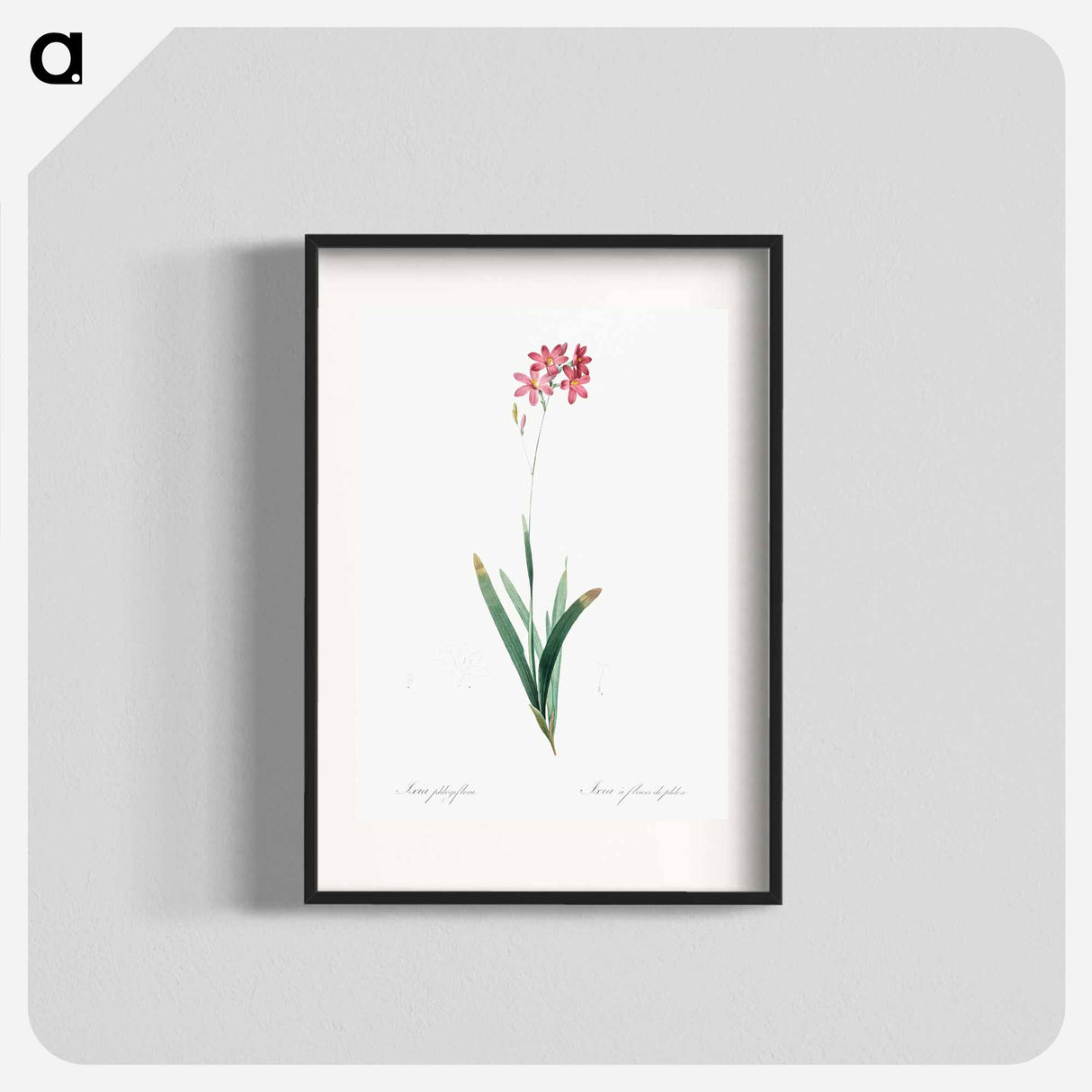 Corn lily illustration - ピエール ジョゼフ ルドゥーテ Poster.